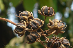 Duabanga grandiflora
